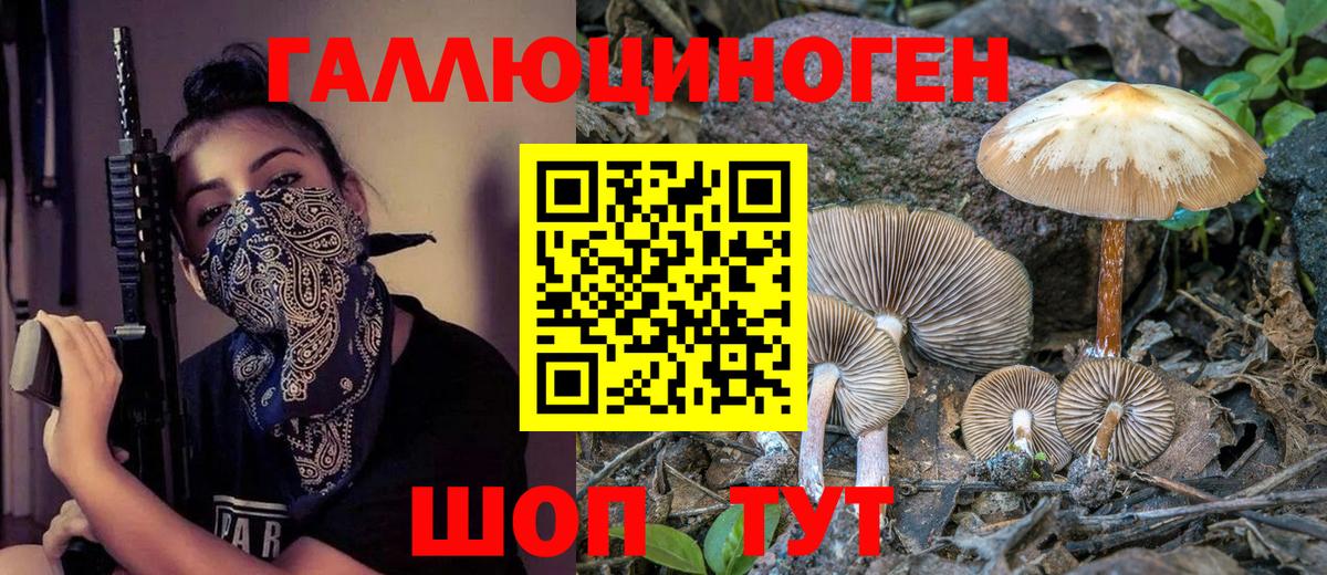 Галлюциногенные грибы Psilocybine cubensis Миллерово